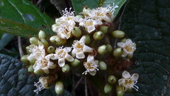 Cordia nodosa