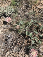 Trifolium macrocephalum