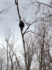 Erethizon dorsatum dorsatum