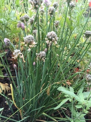 Allium schoenoprasum