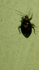 Deraeocoris