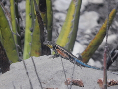 Sceloporus parvus