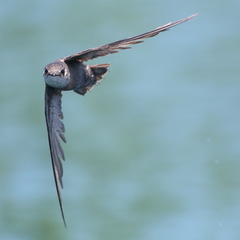 Chimney Swift photo 5