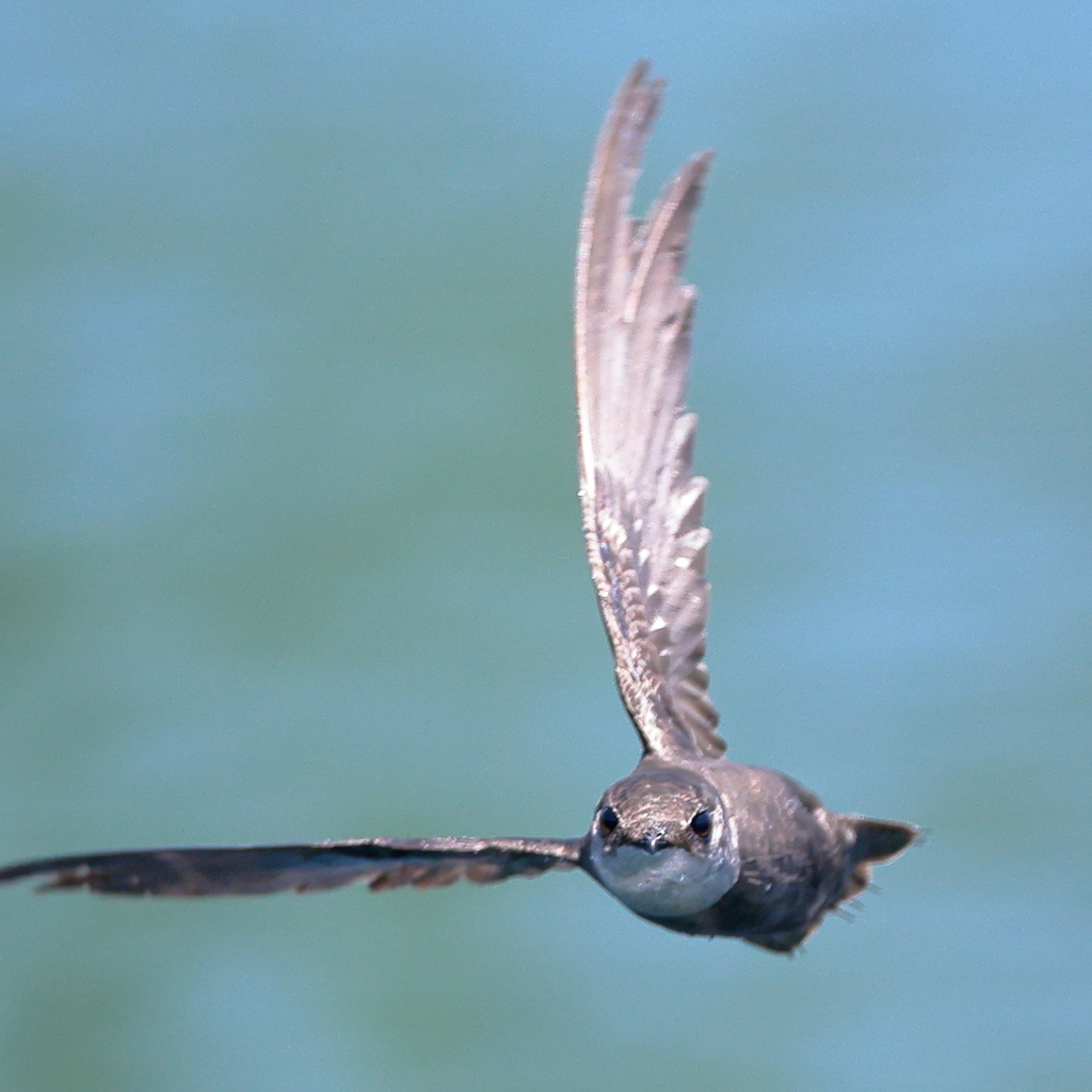 Chaetura Swifts