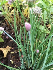 Allium schoenoprasum