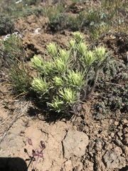 Castilleja thompsonii