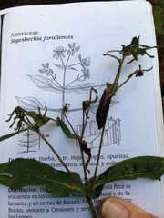 Sigesbeckia jorullensis