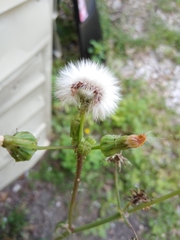 Sonchus asper