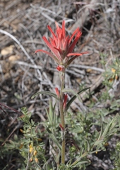 Castilleja subinclusa
