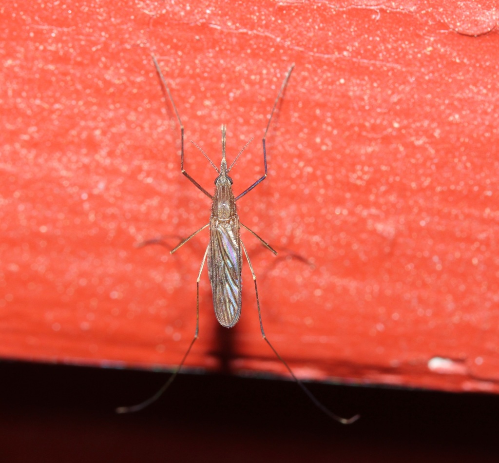Walker's Anopheles