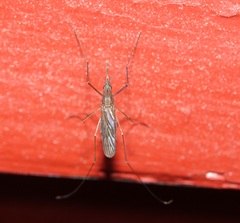 Walker's Anopheles