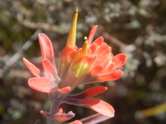 Castilleja lanata