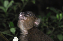 Prolemur simus