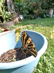 Papilio pilumnus