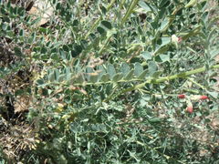 Sphaerophysa salsula