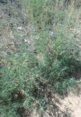 Sphaerophysa salsula