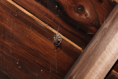 Araneus cavaticus