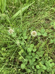 Trifolium repens
