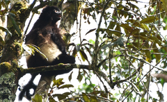 Propithecus edwardsi