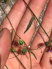 Antirrhinum kelloggii