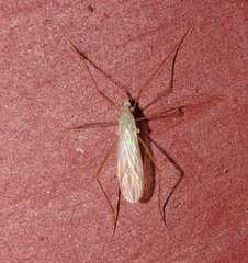 Erioptera