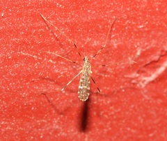 Erioptera caliptera