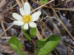Caltha biflora