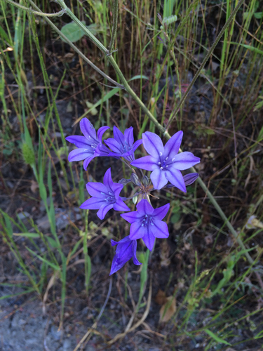 iNaturalist observation photo of Ithuriel's Spear