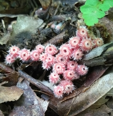 Microstoma floccosum