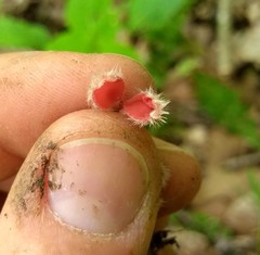 Microstoma floccosum