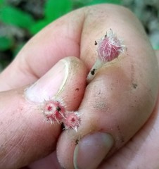 Microstoma floccosum