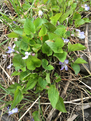 Viola nephrophylla