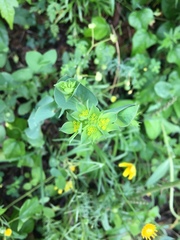 Bupleurum rotundifolium