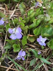 Viola nephrophylla