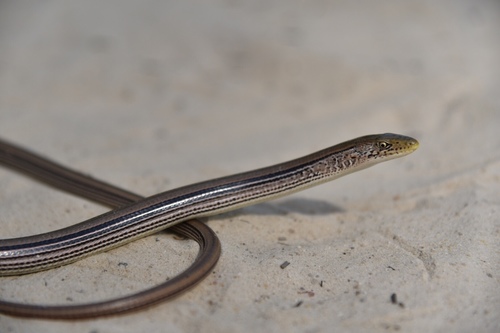 Slender Glass Lizard