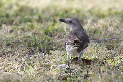 Mimus polyglottos image