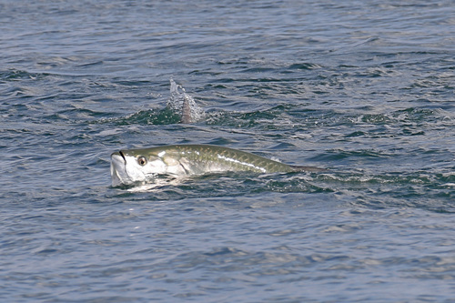 Tarpon (Megalops atlanticus) — Megalopidae — 3