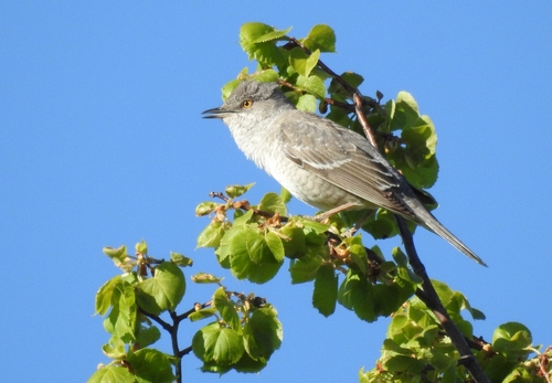 Fauvette épervière