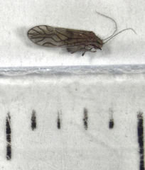 Austropsocus hyalinus