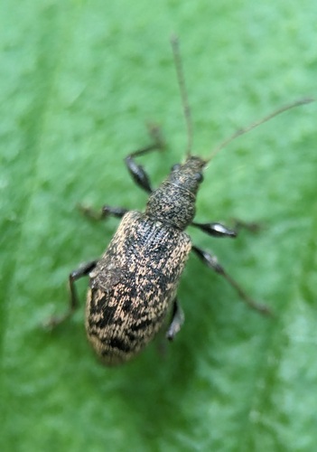 Phyllobius pilicornis, Noordwijkerhout, Zuid-Holland, Netherlands, photo 10 of 10