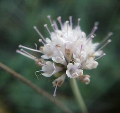 Scabiosa praemontana