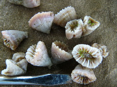 Caryophyllia smithii