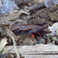 Tettigidea