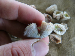 Caryophyllia smithii