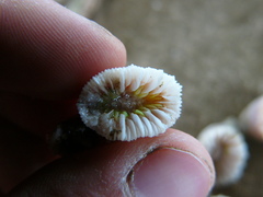 Caryophyllia smithii