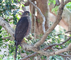 Accipiter tachiro