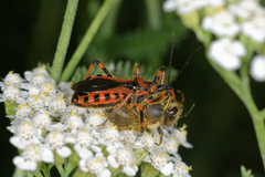 Rhynocoris iracundus