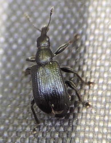 Birch Leaf-rolling Weevil, Noordwijkerhout, Nederland, photo 6 of 10