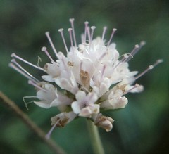 Scabiosa praemontana