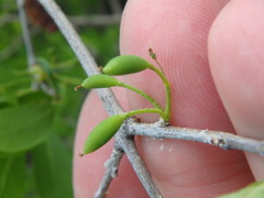 Forestiera pubescens pubescens